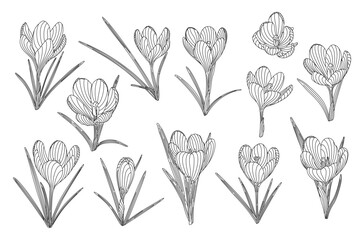 Crocus spring flowers set tender plants with stem and leaves, hand drawn vector outline illustration, floral design element collection, graphic clipart for invitation, card, wedding, botanical lineart