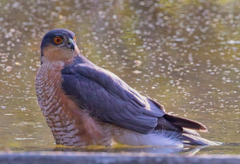 Eurasian Sparrowhawk, (Accipiter nisus), male standing in a waterhole, Jhalana Leopard Reserve, Jaipur, Rajasthan, India,