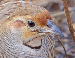 Grey Francolin (Ortygornis pondicerianus), very close portrait, Jhalana Leopard Reserve, Jaipur, Rajasthan, India.
