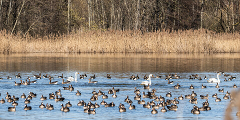 Wasservögel auf dem Fischteich im Biosphärenreservat Oberlausitzer Heide- und Teichlandschaft bei...