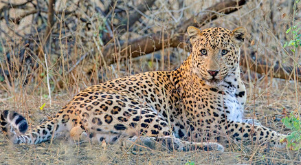 Leopard (Panthera pardus) male, close, Jhalana Leopard Reserve, Jaipur, Rajasthan, India.