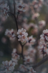 pink cherry blossom