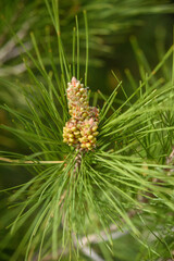 pine tree branch