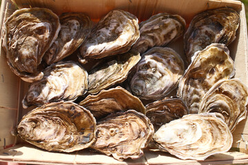 fresh oysters as gourmet exquisite sea food