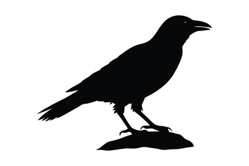 Black bird silhouettes, crow and raven, standing on a rock against white
