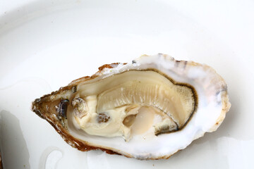 fresh oysters as gourmet exquisite sea food