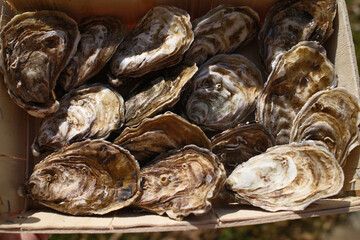 fresh oysters as gourmet exquisite sea food