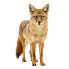 Fototapeta premium Golden Jackal AI Generated Image