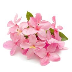 Pink Jasmine Isolated on White Background. Beautiful Jasmine Flower
