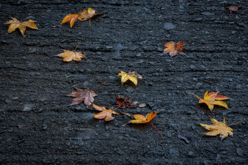 道路に落ちた紅葉の紅葉
