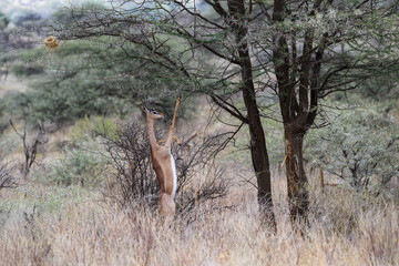 A gerenuk stands on its hind legs to browse leaves from a high acacia branch