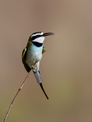 White-throated Bee-eater perched elegantly on a thin vertical twig against a smooth background