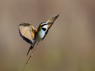 White-throated Bee-eater with wings extended while perched on branch