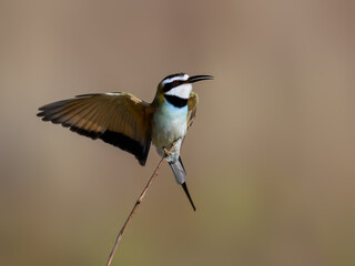 White-throated Bee-eater with wings extended while perched on branch