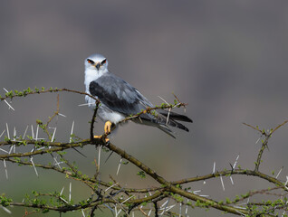 Black-winged Kite perched on a thorny acacia branch, staring intently with its striking red eyes