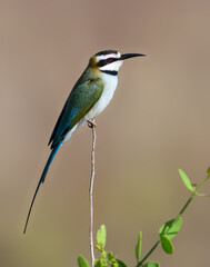 White-throated Bee-eater perched elegantly on a thin vertical twig against a smooth background