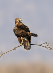 Steppe Eagle perched on a dry branch against  soft grey background