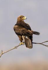 Steppe Eagle perched on a dry branch against  soft grey background