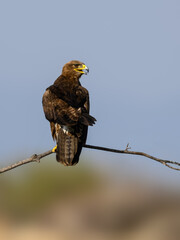 Steppe Eagle perched on a bare branch against  a clear blue sky