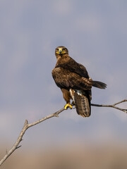 Steppe Eagle perched on a dry branch against  soft grey background
