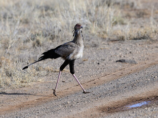 Secretarybird walking across open ground, showing off its long legs and elegant posture