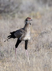Secretarybird walking through tall dry grass, showing its bold crest and long legs