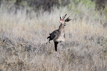 Secretarybird walking through tall dry grass, showing its bold crest and long legs