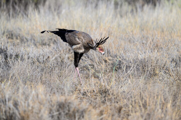 Secretarybird hunched forward in hunting posture, scanning the grassland