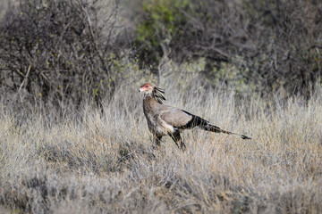 Secretarybird walking through tall dry grass, showing its bold crest and long legs