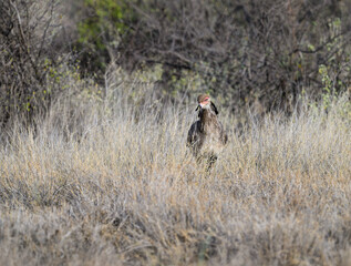 Secretarybird walking through tall dry grass, showing its bold crest and long legs