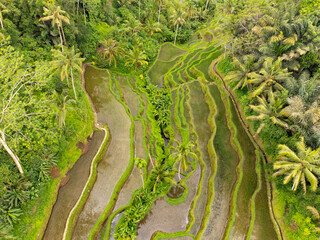 Green rice fields on Bali island