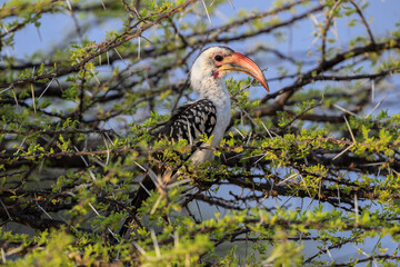 Fototapeta premium Northern Red-billed Hornbill perched on a thorny acacia branch 