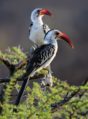 Northern Red-billed Hornbills perched on acacia branches, glowing in soft morning light