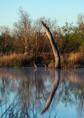 Early morning reflections of a tree in the lake