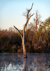 Morning light on an old tree in the lake