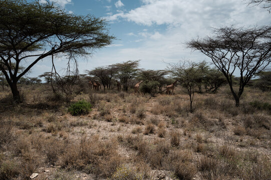 Group of giraffes browsing among scattered acacia trees in an open woodland savanna