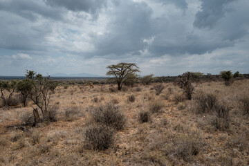 Naklejka premium Group of giraffes browsing among scattered acacia trees in an open woodland savanna