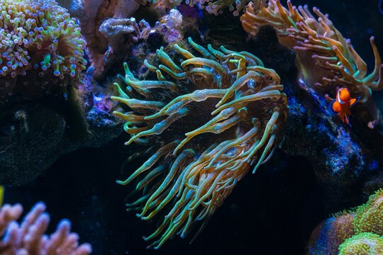 Entacmaea quadricolor green bubble tip anemone, animal on live rock stone move tentacles in flow and protect ocellaris clownfish, symbiosis ecosystem, reef marine aquarium, LED actinic blue low light