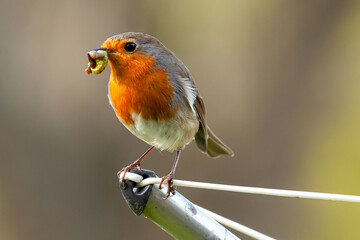 Robin wild bird close up with worms in the beak