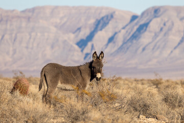 Wild Burro in Winter in the Nevada Desert
