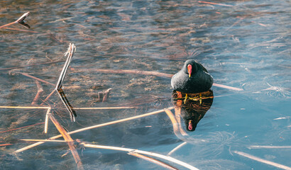 Fototapete bei efototapeten.de bestellen   