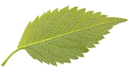 Obraz premium Closeup of a Fresh Green Leaf with Intricate Textures and Veins Isolated on White Background