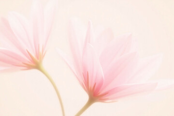 Fototapeta premium close up of two pink flowers on a white background