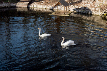 swans on water, bird house, pair of swans, lake