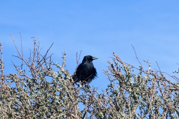 Crow looking out to the sea