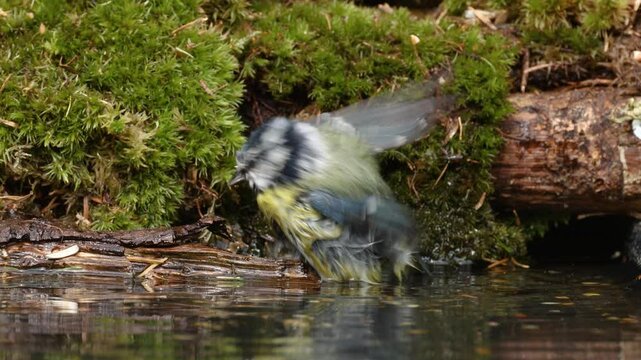 Close up of a bathing Blue Tit, Cyanistes caeruleus, in a puddle of water with soaking wet plumage against a background of rotten branches and star moss