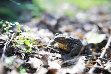 Close-Up of a Toad in Its Natural Habitat Among Fallen Leaves and Sunlight