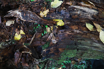 Close-up of Decaying Tree Trunk with Fallen Leaves and Moss in Forest