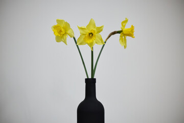 daffodils in vase