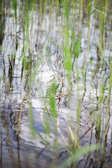 Serene Reflections and Tall Grass Over Water with Ripples in Summer Wetland
